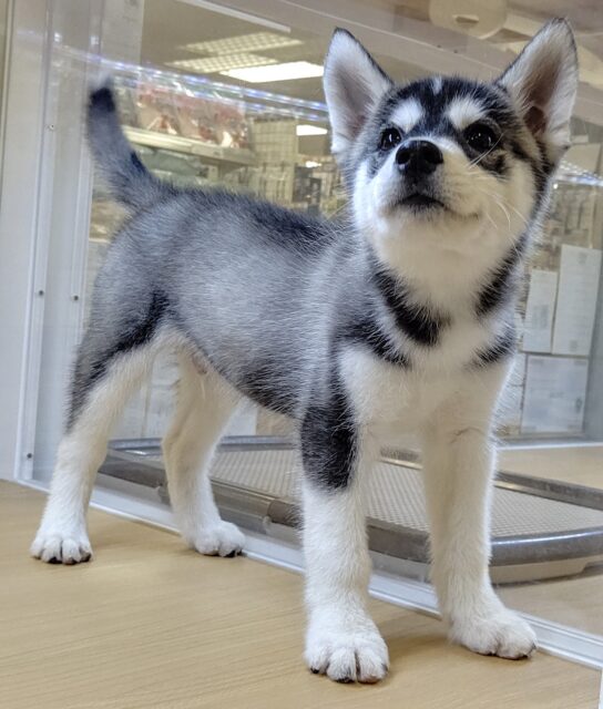 シベリアンハスキー