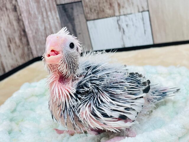 【最新画像更新🪄】ひな鳴きが止まらない☆オカメインコ(ホワイトフェイスパイド)ヒナ オカメインコ