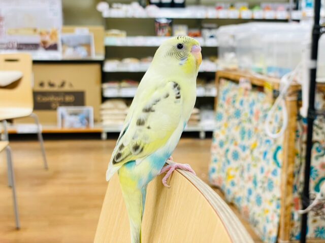 セキセイインコ