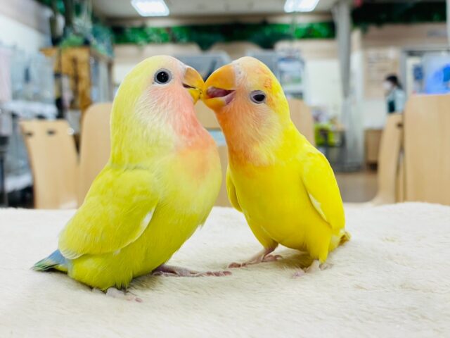 コザクラインコ（小桜インコ）