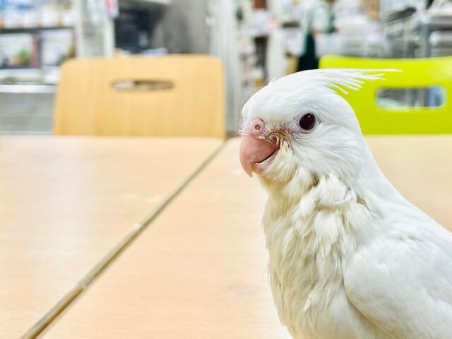 オカメインコ