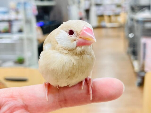 シナモン文鳥