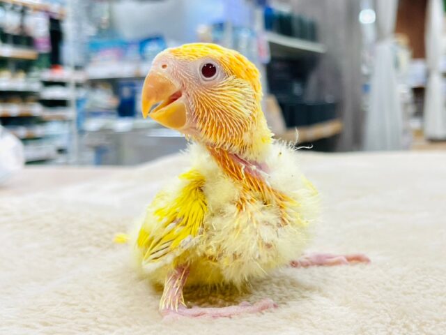 コザクラインコ（小桜インコ）