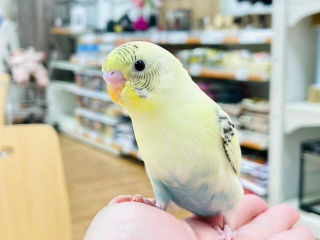 セキセイインコ