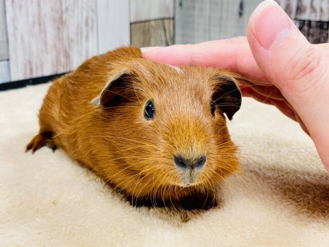 ロシアンモルモット