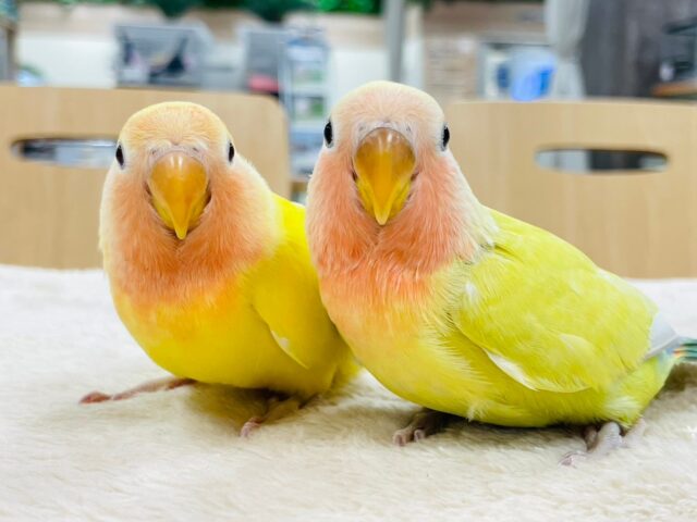 コザクラインコ（小桜インコ）