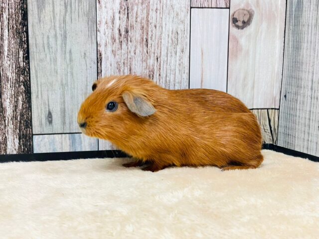 ロシアンモルモット