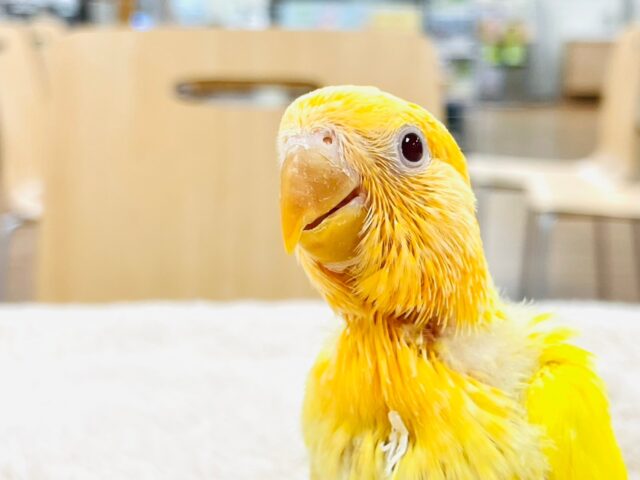 コザクラインコ（小桜インコ）