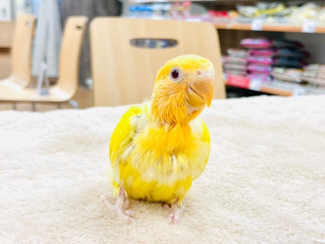 コザクラインコ（小桜インコ）