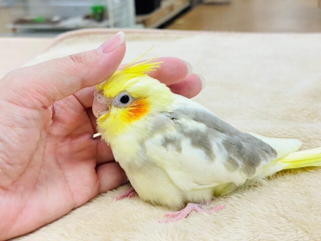オカメインコ