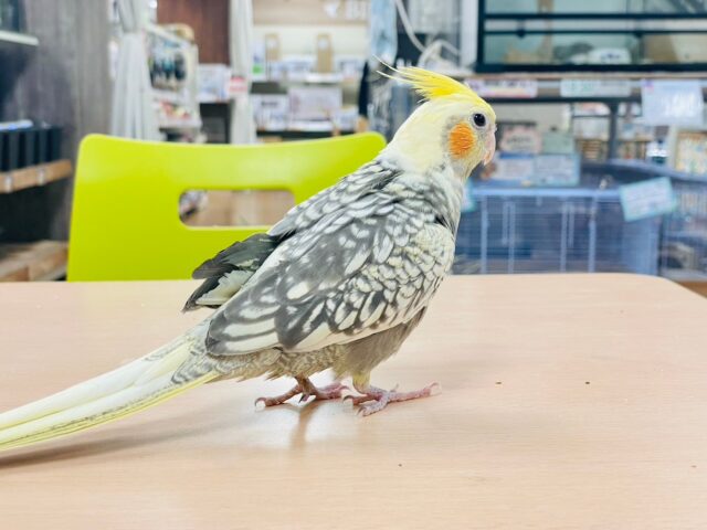 オカメインコ