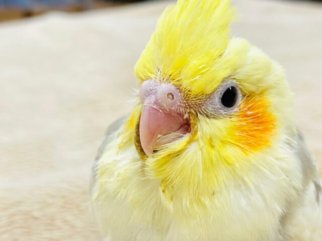 オカメインコ