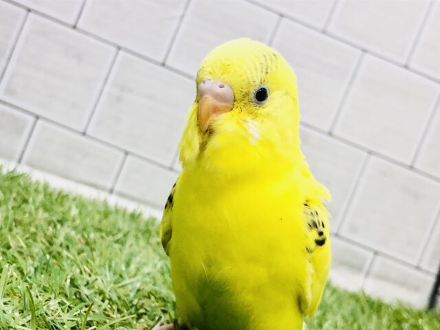 セキセイインコ