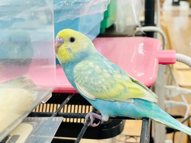 セキセイインコ