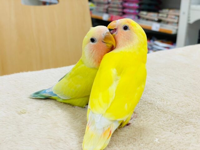 コザクラインコ（小桜インコ）