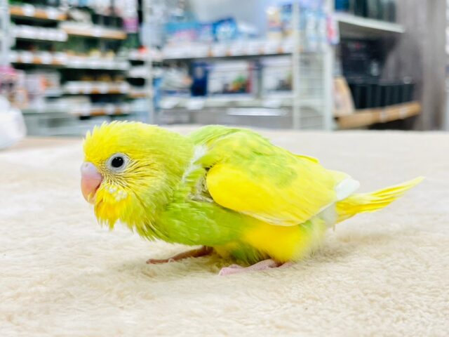 セキセイインコ