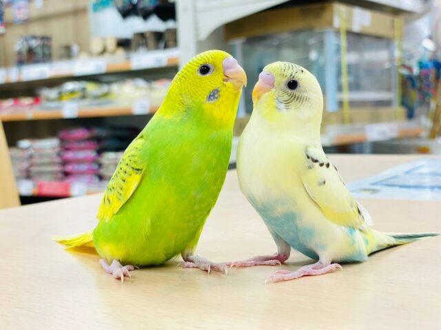 セキセイインコ