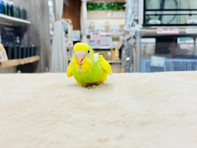 セキセイインコ