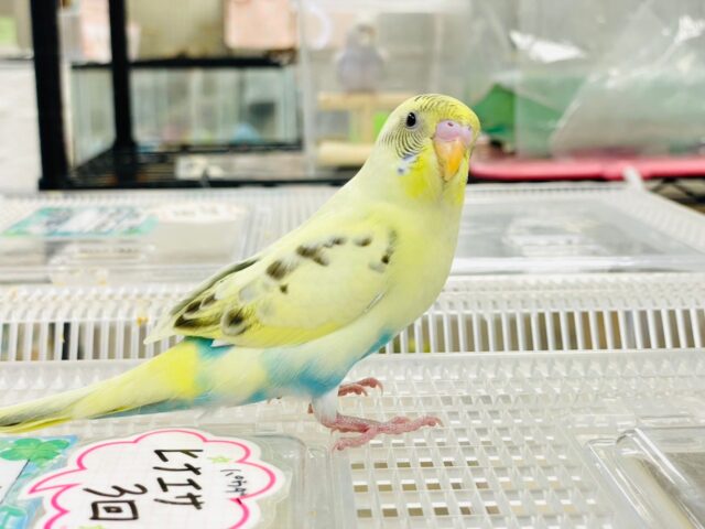 セキセイインコ
