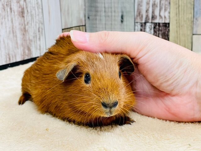 ロシアンモルモット