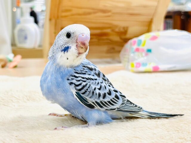 セキセイインコ