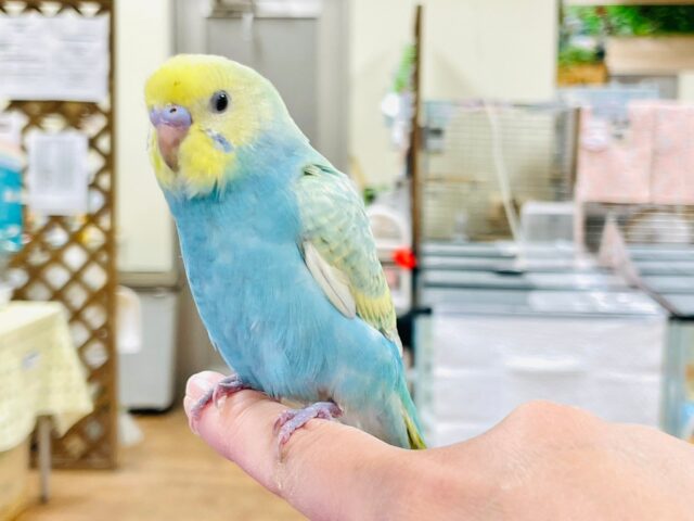 セキセイインコ