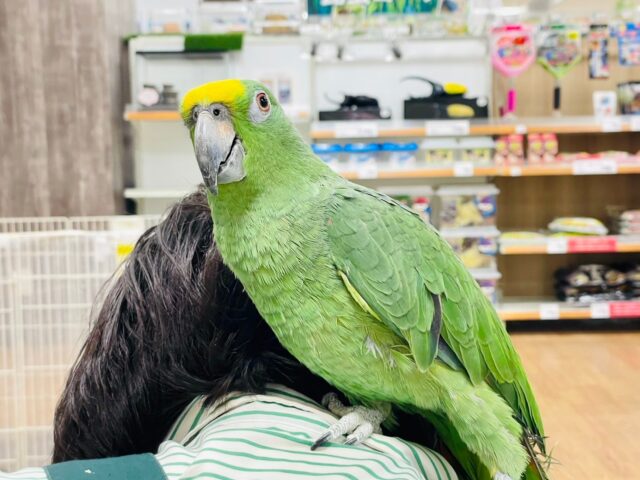 キビタイボウシインコ
