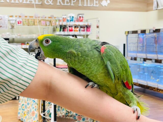 キビタイボウシインコ