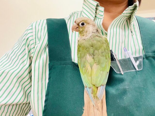 ホオミドリウロコインコ