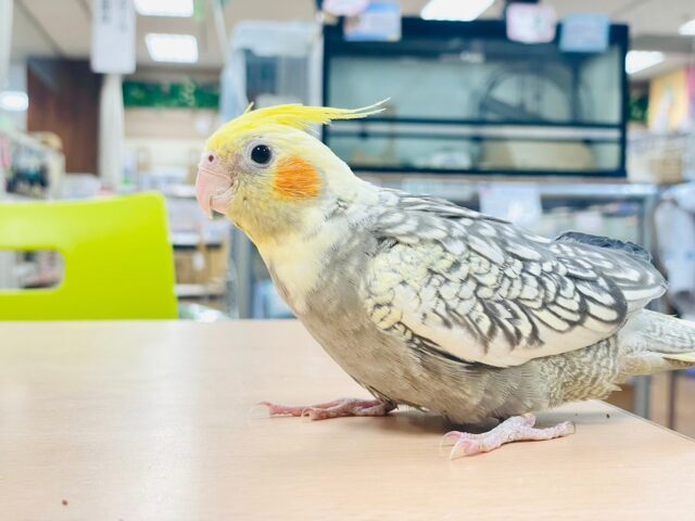 オカメインコ