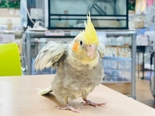 オカメインコ