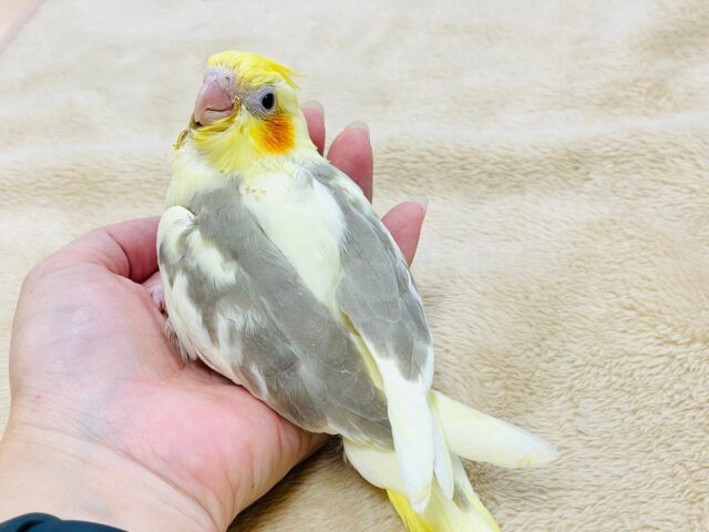 オカメインコ
