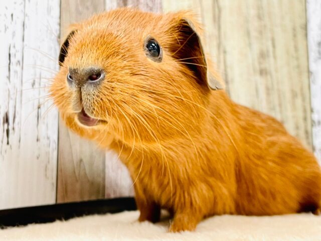 ロシアンモルモット