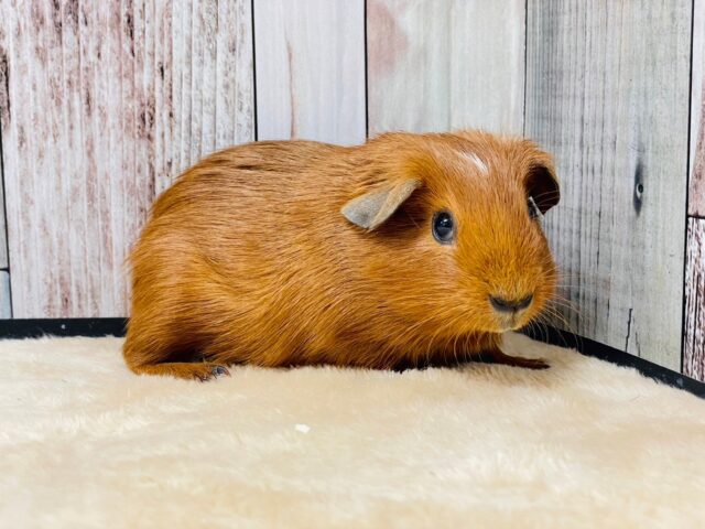 ロシアンモルモット