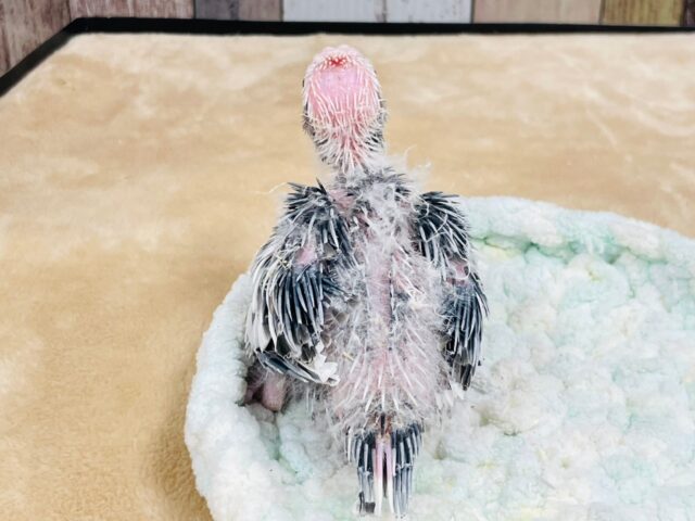 【最新画像更新🪄】ひな鳴きが止まらない☆オカメインコ(ホワイトフェイスパイド)ヒナ オカメインコ