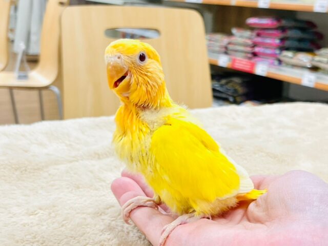 コザクラインコ（小桜インコ）