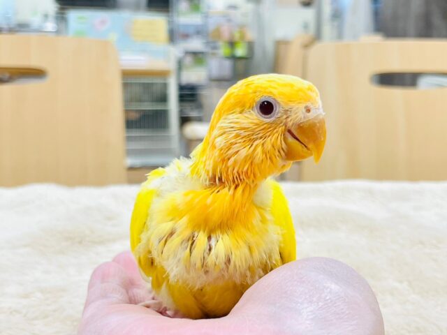 コザクラインコ（小桜インコ）