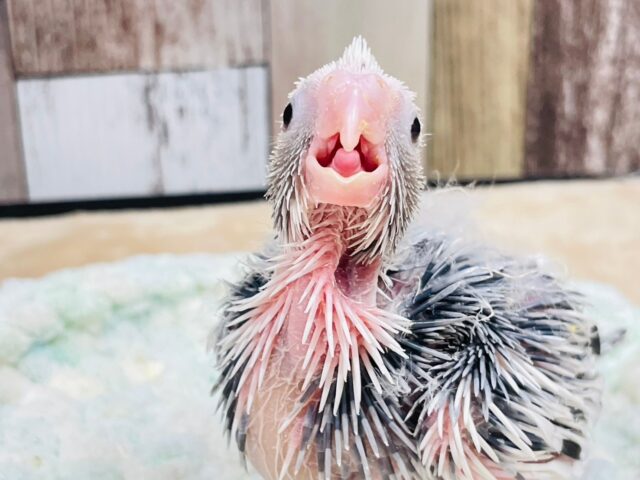 【最新画像更新🪄】ひな鳴きが止まらない☆オカメインコ(ホワイトフェイスパイド)ヒナ オカメインコ