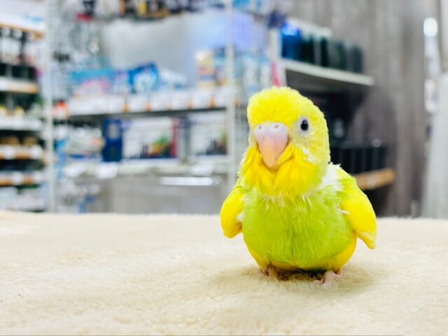 セキセイインコ