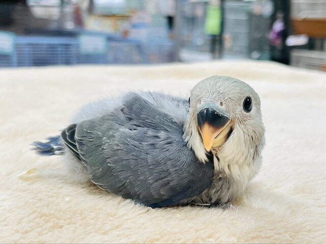 コザクラインコ（小桜インコ）