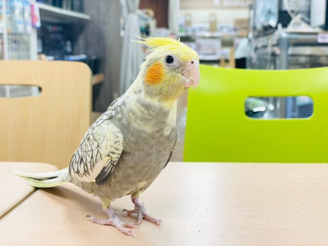 オカメインコ