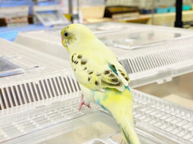 セキセイインコ