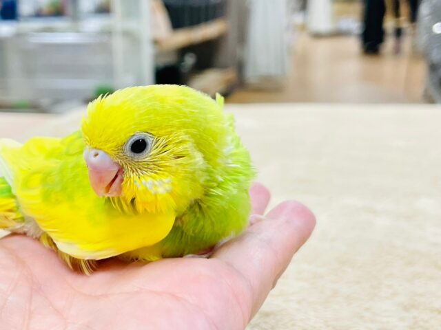 セキセイインコ