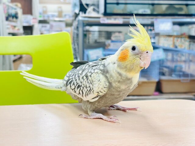 オカメインコ