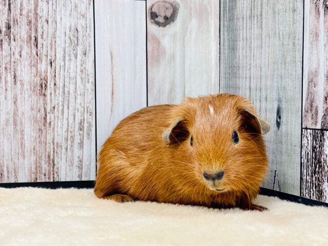 ロシアンモルモット