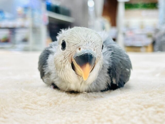 コザクラインコ（小桜インコ）