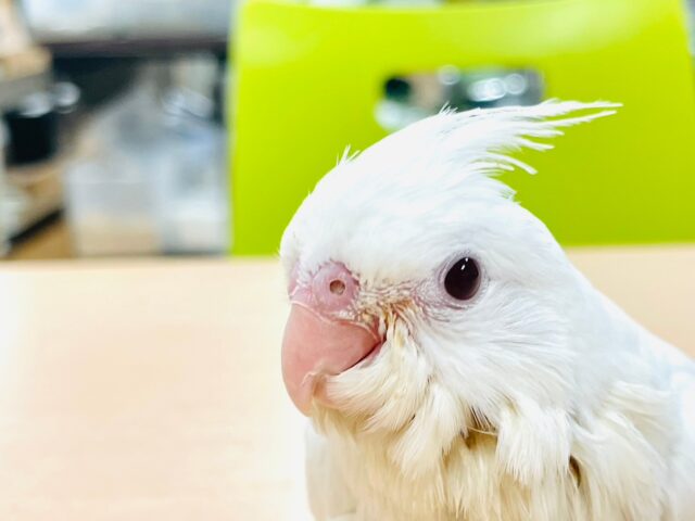 オカメインコ
