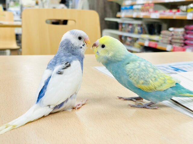 セキセイインコ