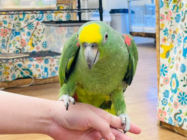 キビタイボウシインコ