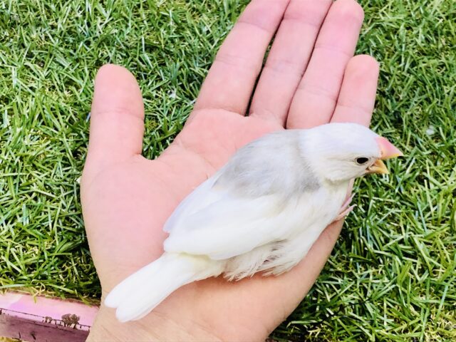 【最新画像更新☆☆】真っ白雪化粧で華やか~ 白文鳥 白文鳥